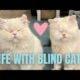life with blind cats