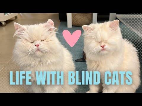 life with blind cats