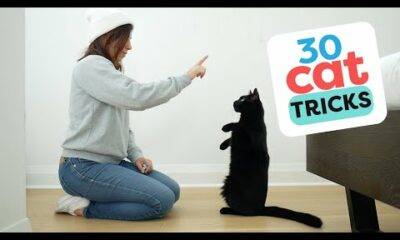 30 cat tricks