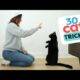 30 cat tricks